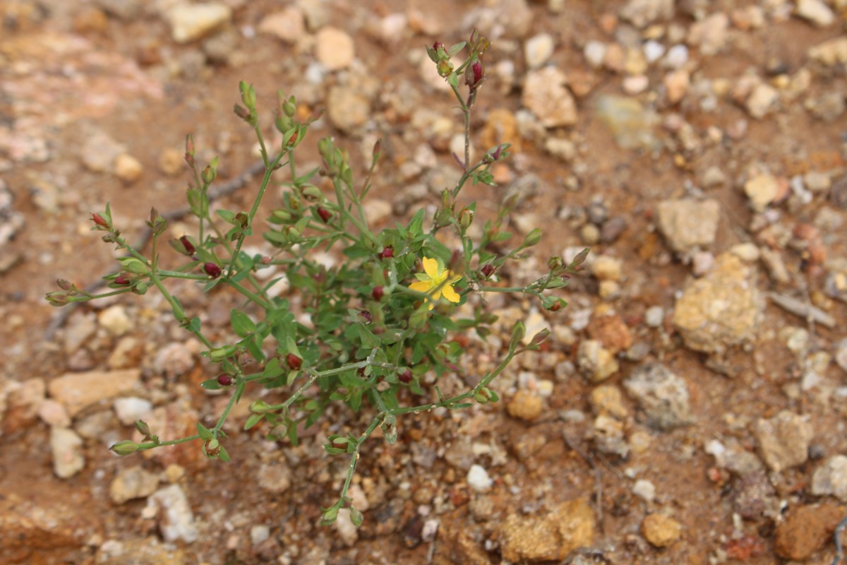 Hypericum japonicum Thunb.